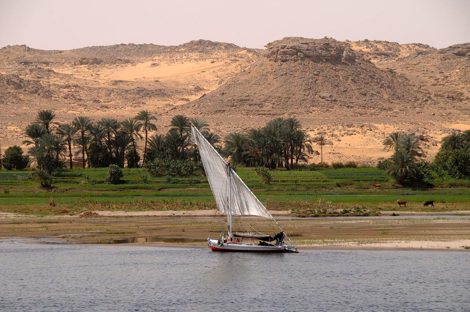 Felucca boat on the Nile
