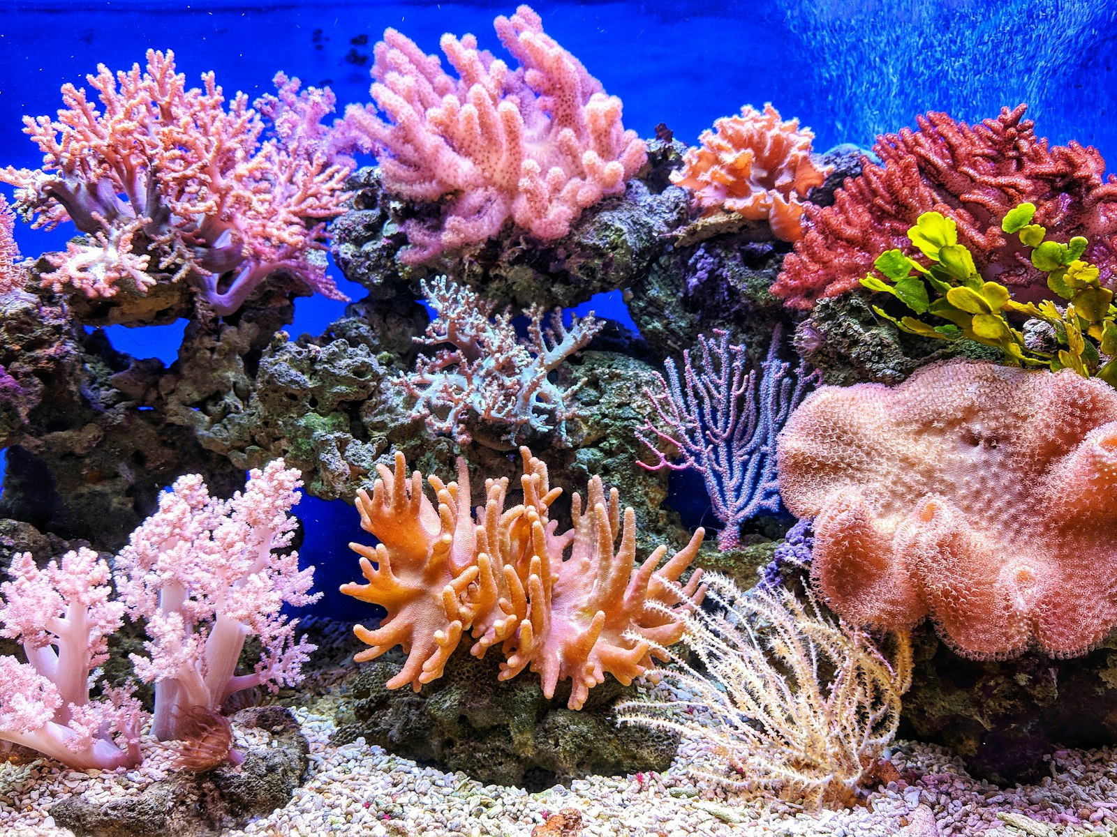 Red Sea coral reef diving