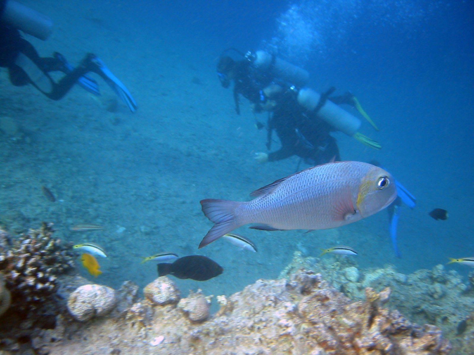 Scuba diving the Red Sea reefs, Egypt