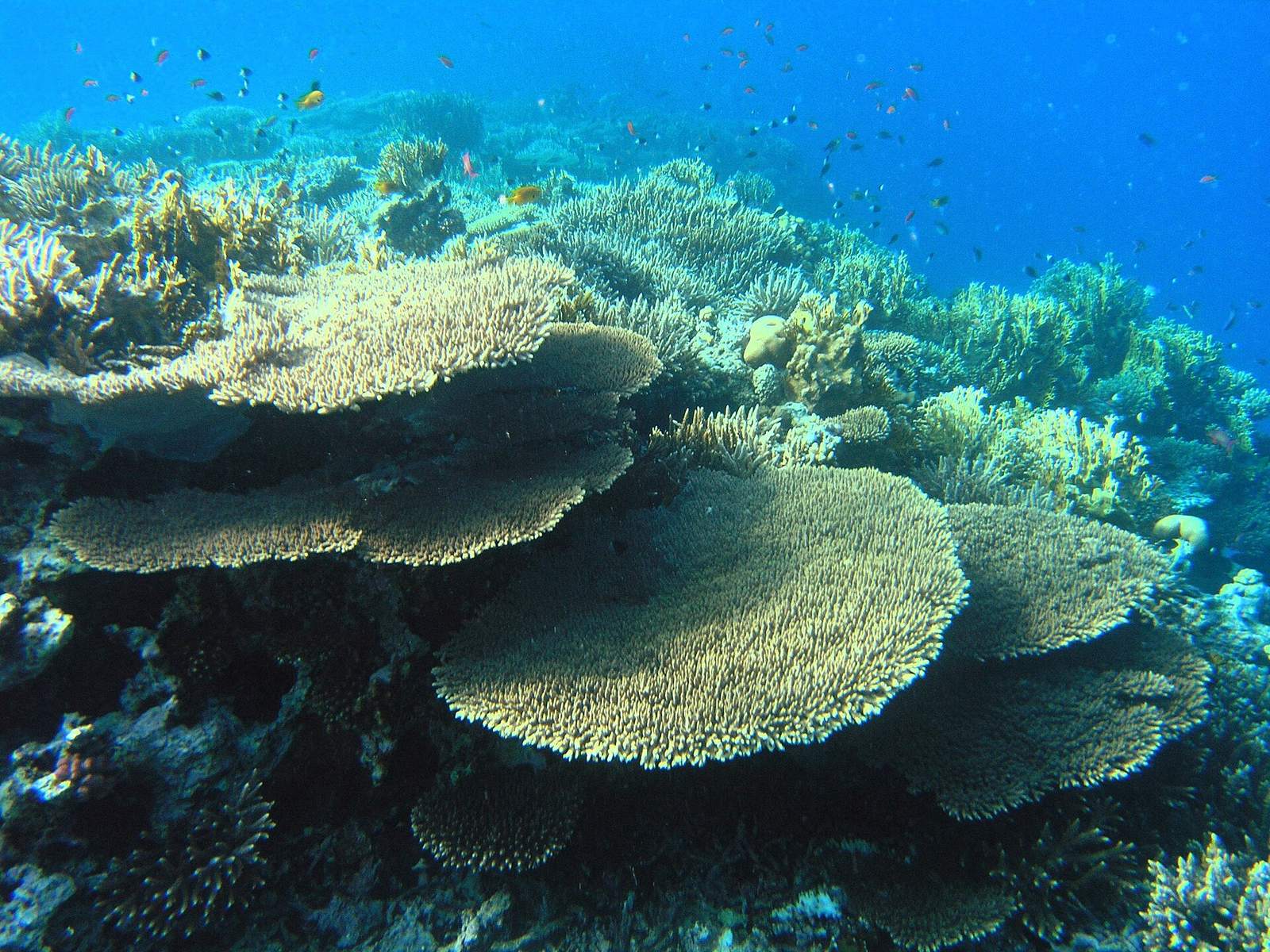 Red Sea coral reef underwater